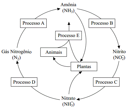 Resultado de imagem para 3.  Compreenda e respeito o ciclo do nitrogênio (ou azoto)